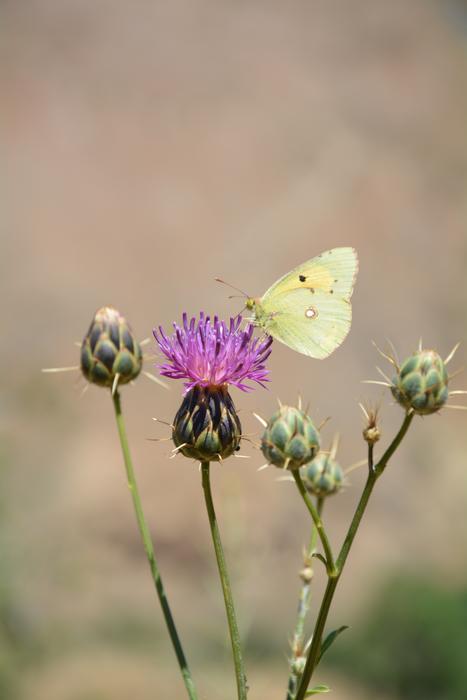 white Butterfly on thistle flower at blur background