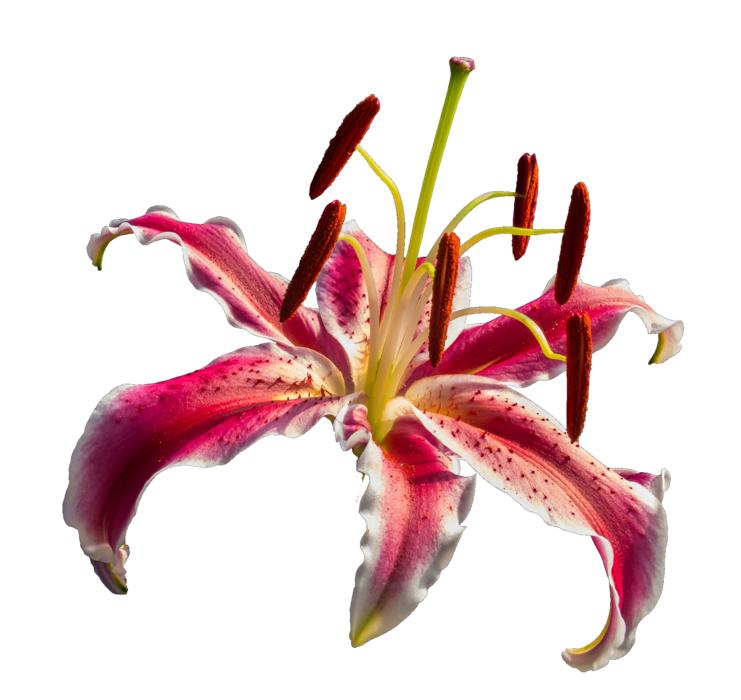 Lily Red Flower on white background