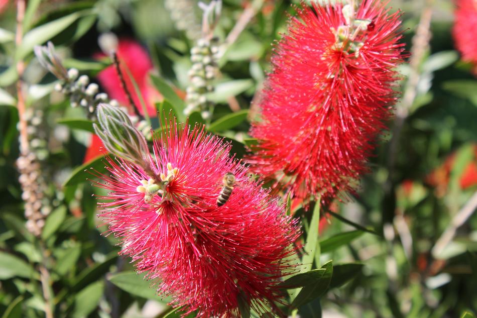 red Albizia Flower Blossom Bloom