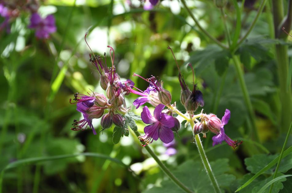 Geranium Flowers at spring