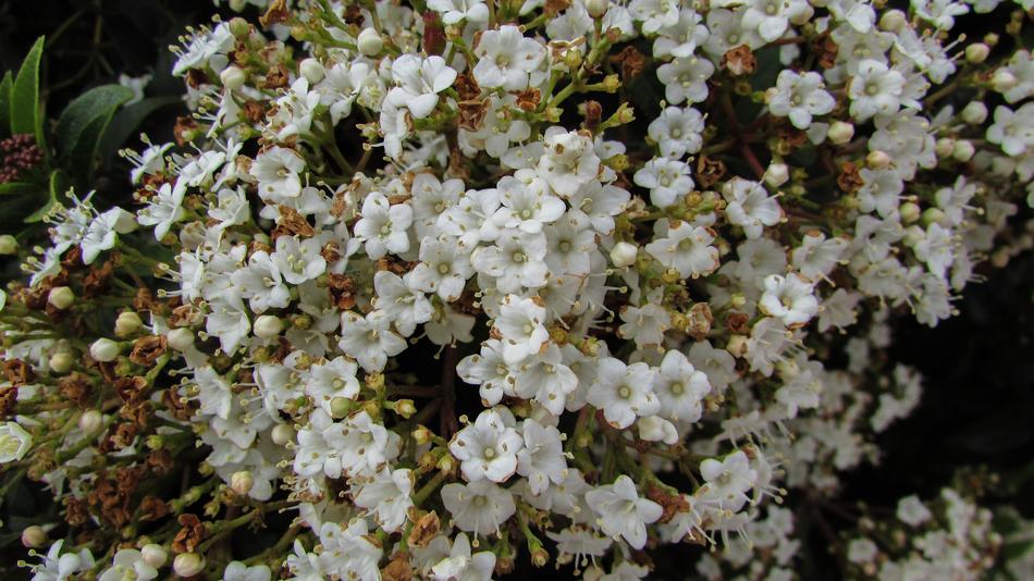 Flowers Spring White