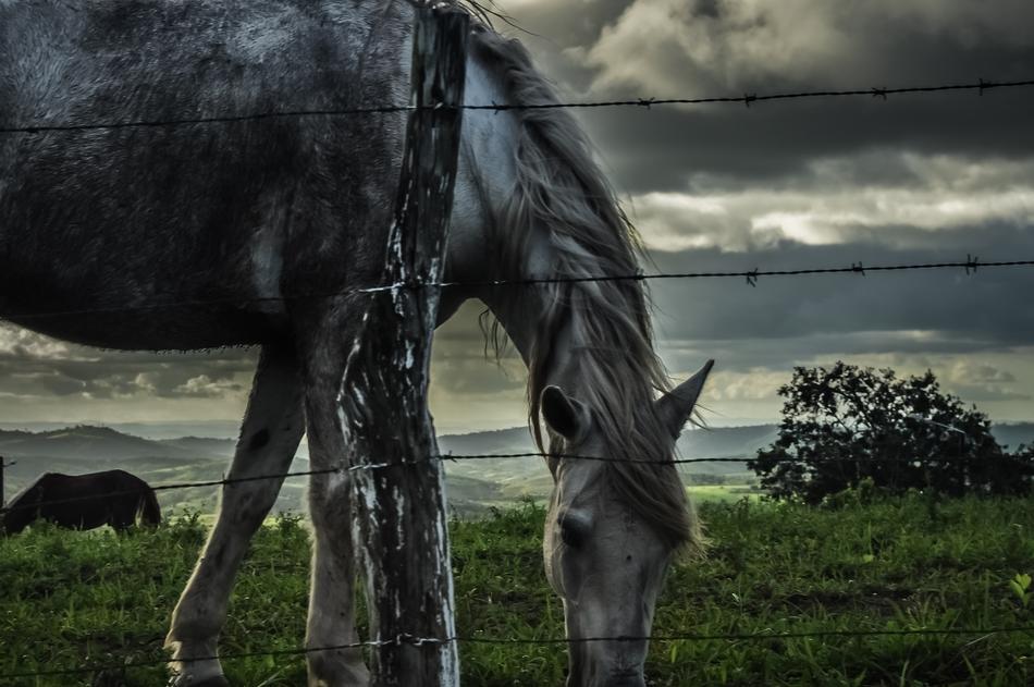beautiful horse behind an iron fence