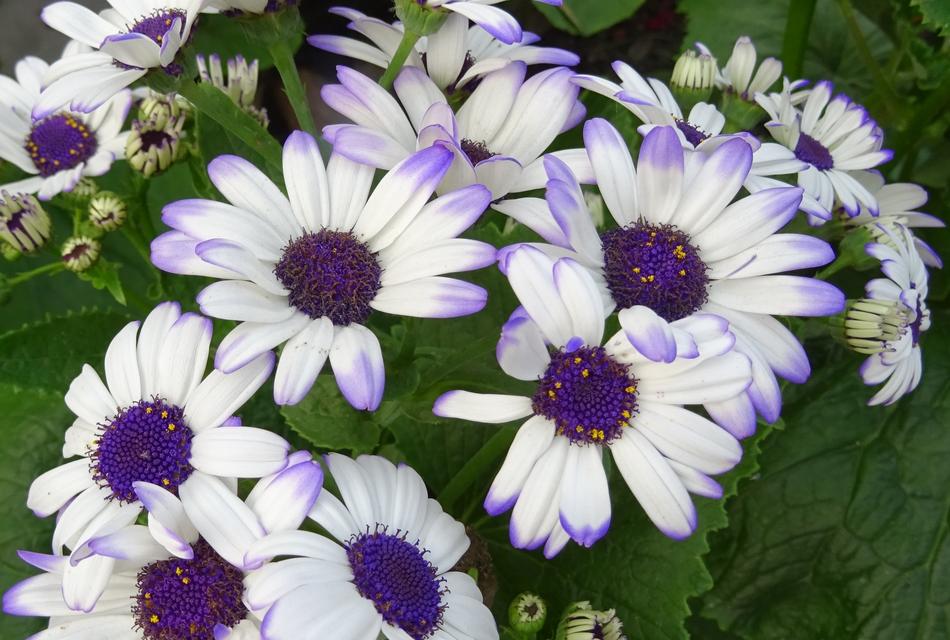 Close-up of the beautiful, white and purple flowers with colorful cores among the green leaves in Kolkata, India