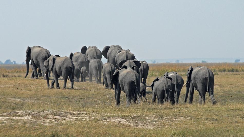 Botswana Chobe Herd Of