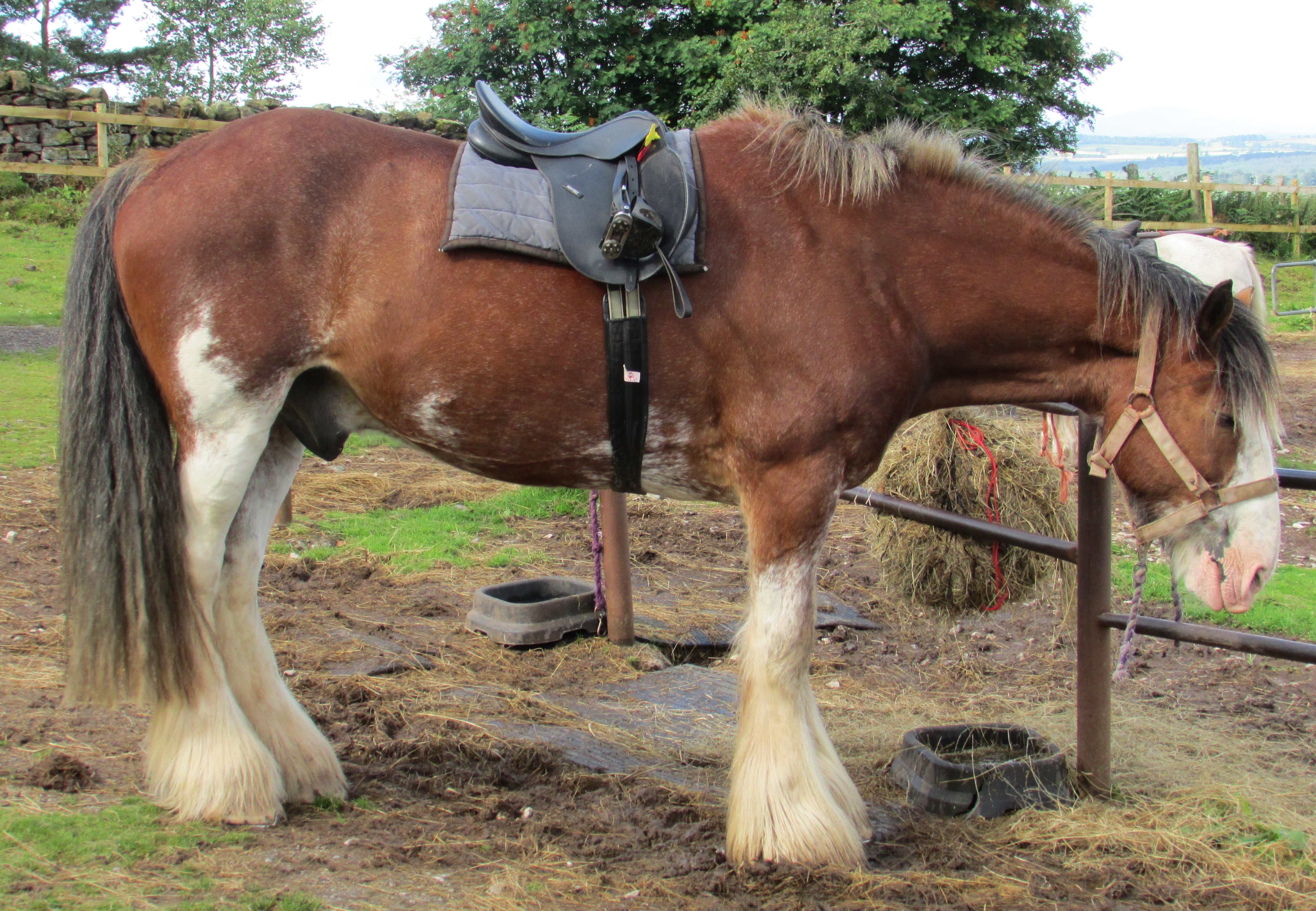 Pin by Jasmine Ward on BEAUTY Horses, English horse tack, Beautiful horses