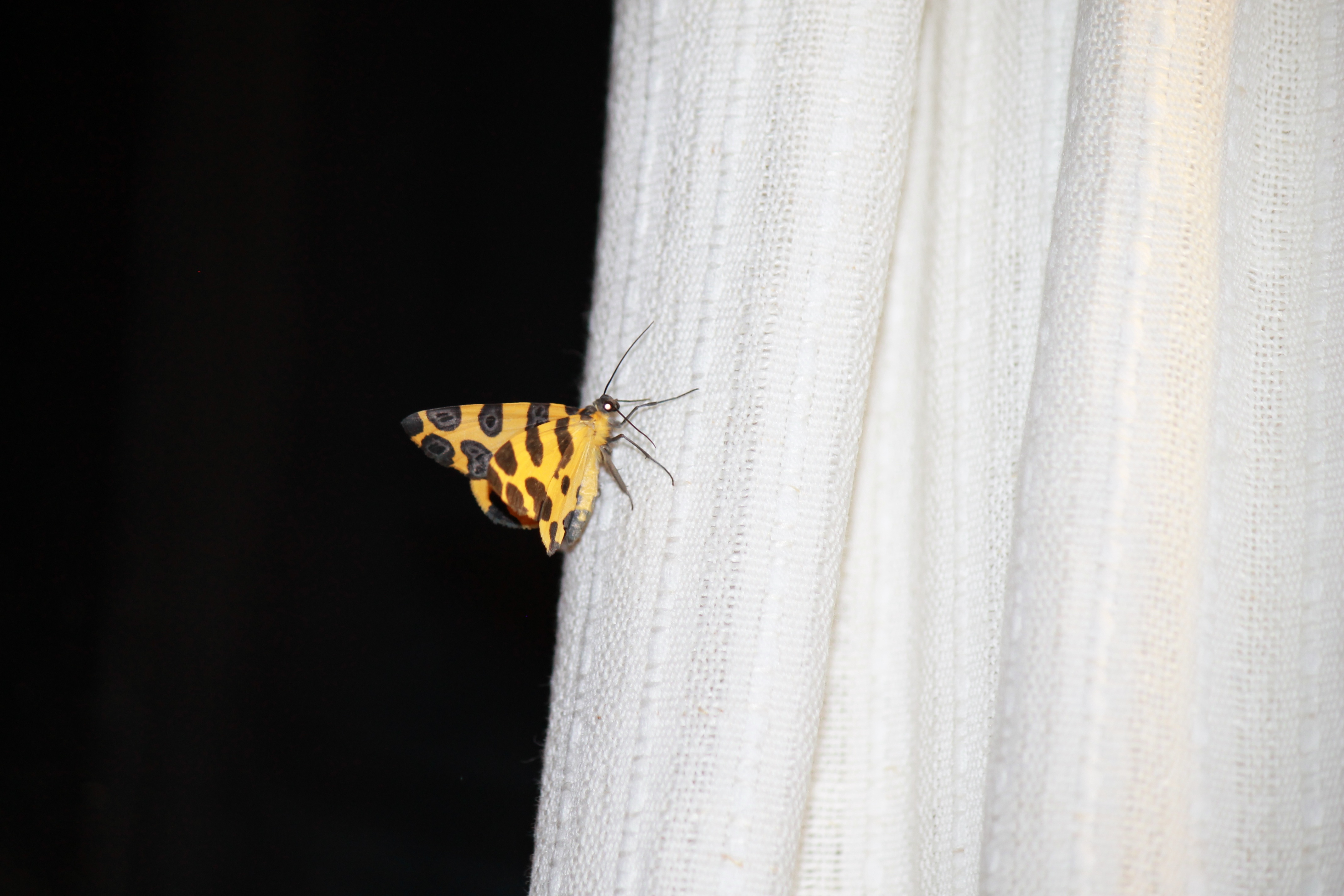 This Fetching Butterflies Leak Will Change Everything - ypff368
