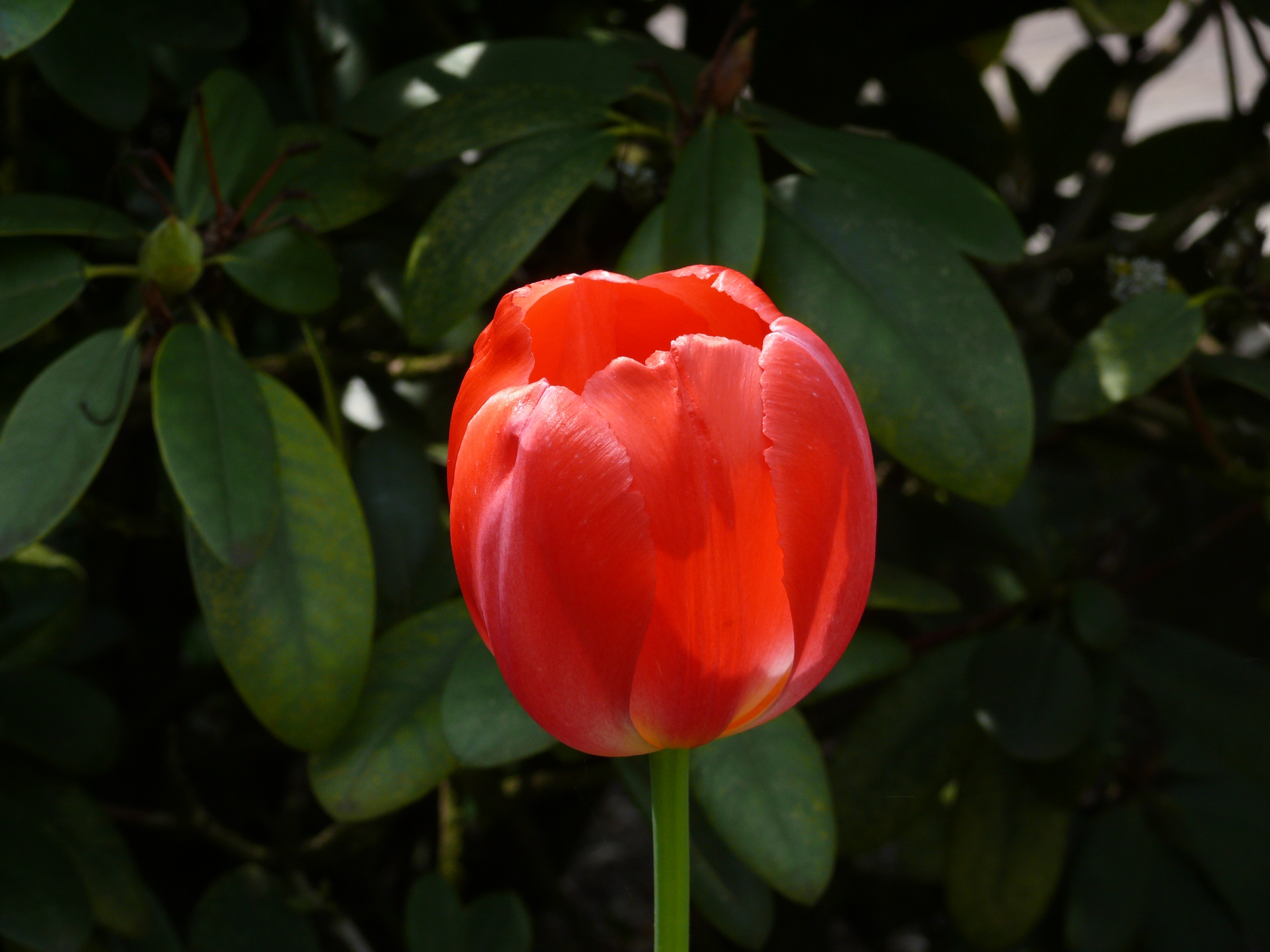 Tulip Flower Spring free image download