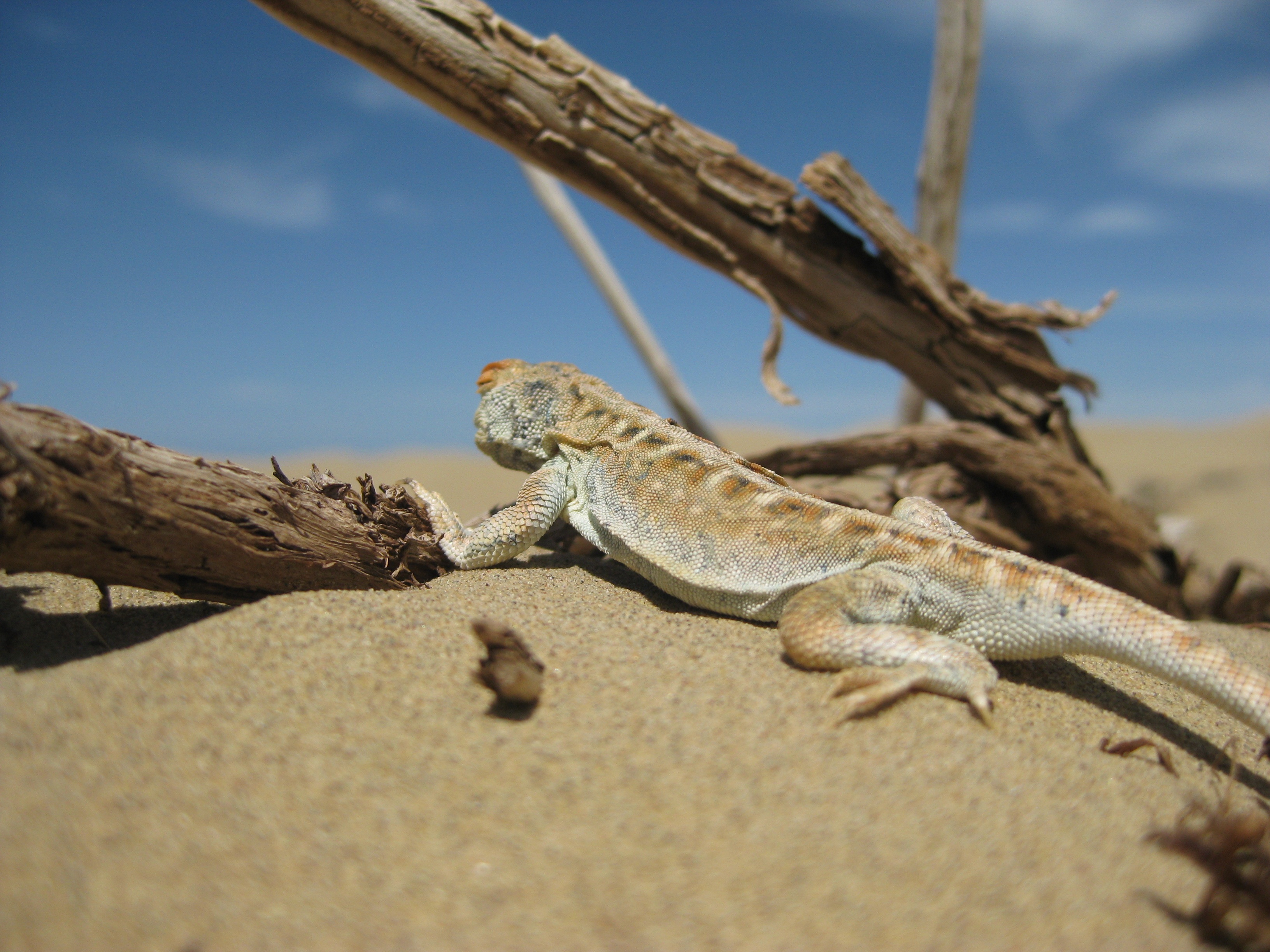 Lizard Desert Free Image Download