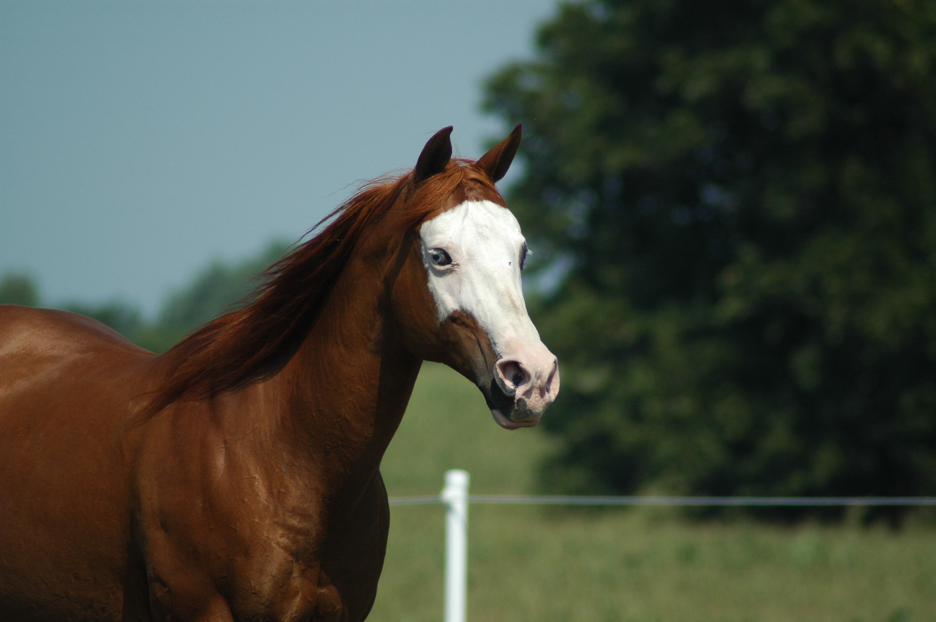 Horse Farm Mare free image download