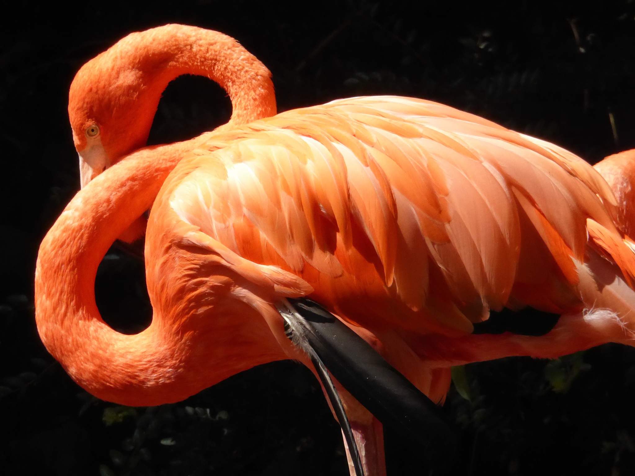 Flamingo Red Plumage bird free image download