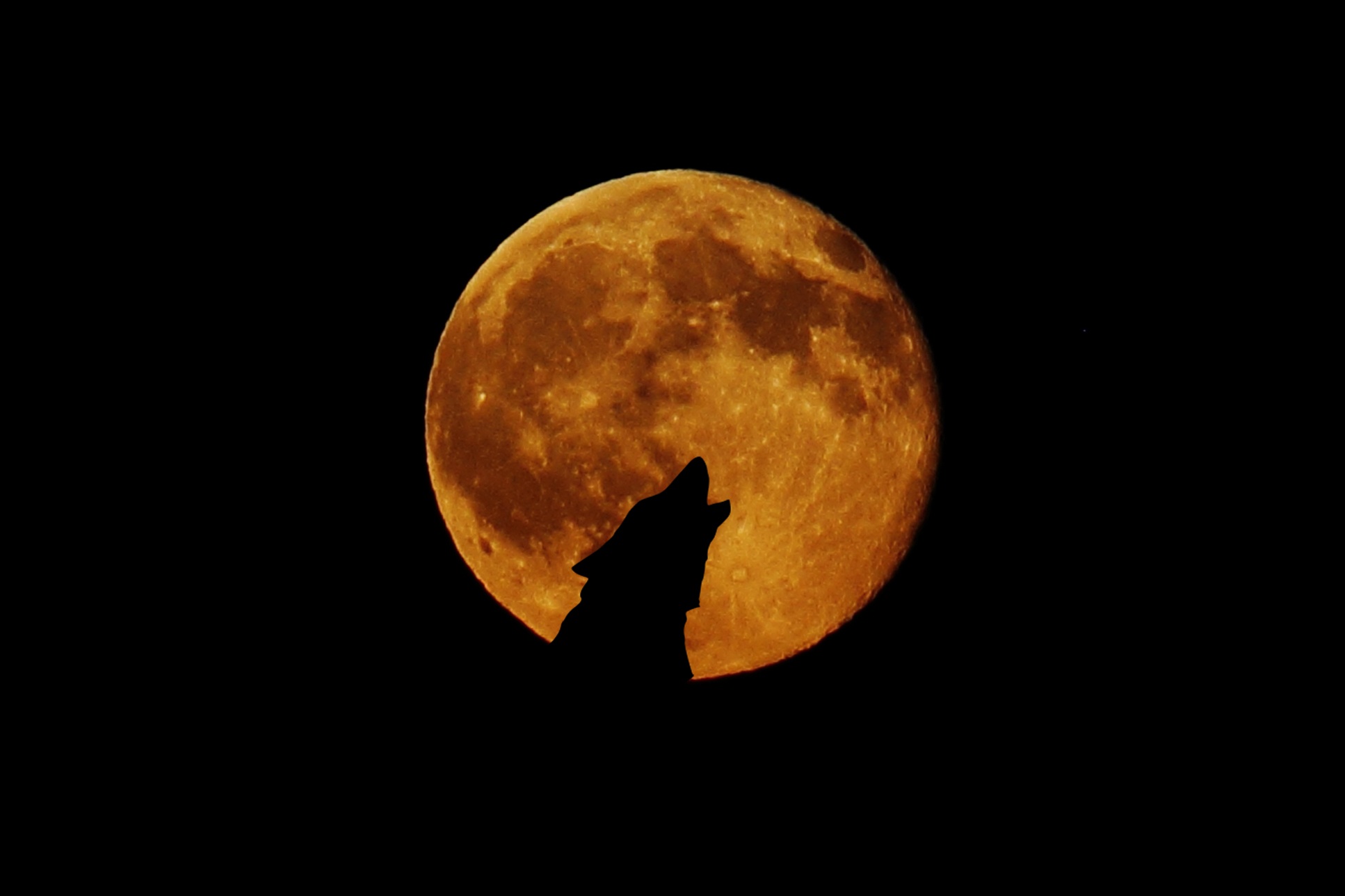 Full Moon Wolf Free Image Download Full Moon Wolf Free Image Download