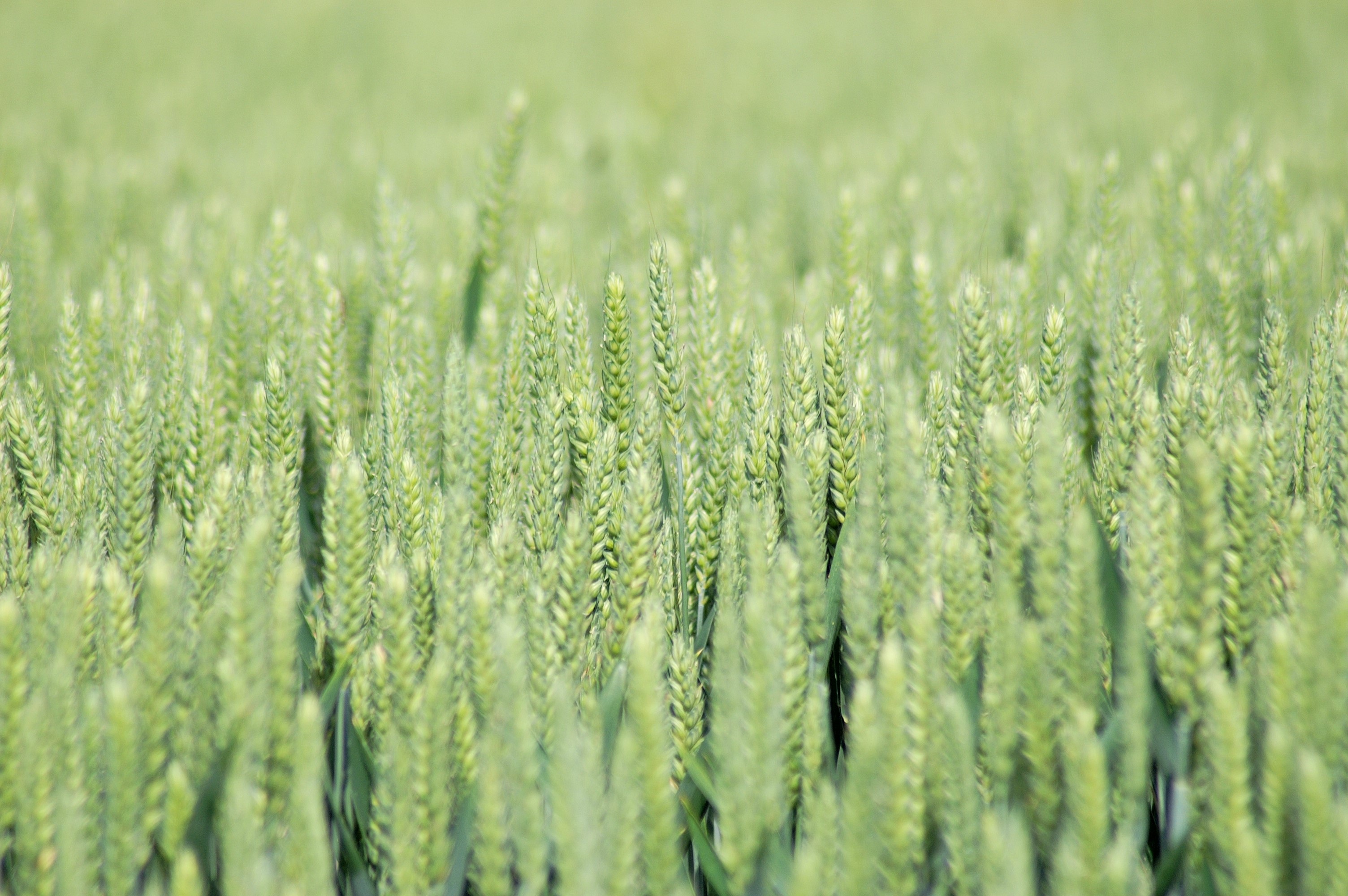 fields-wheat-free-image-download