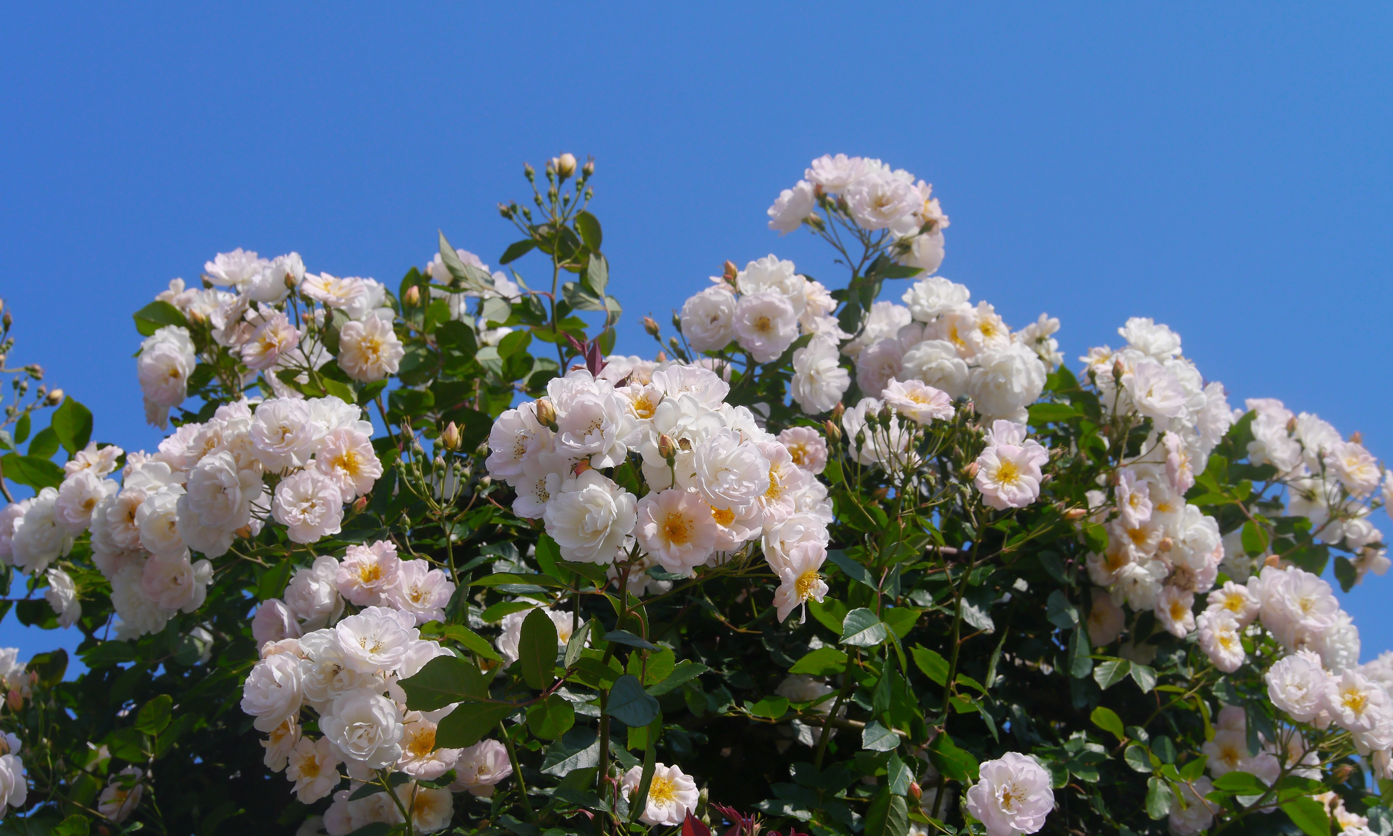 Поляна белых роз