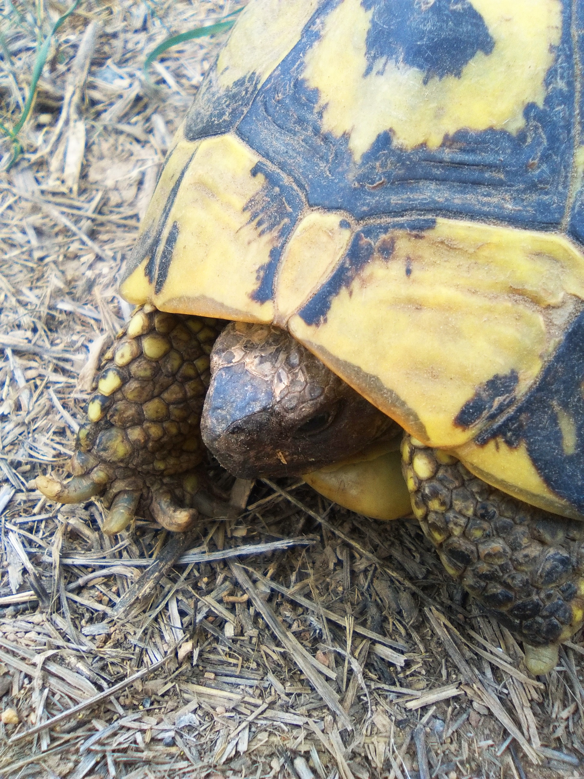 Turtle Mediterranean Tortoise free image download