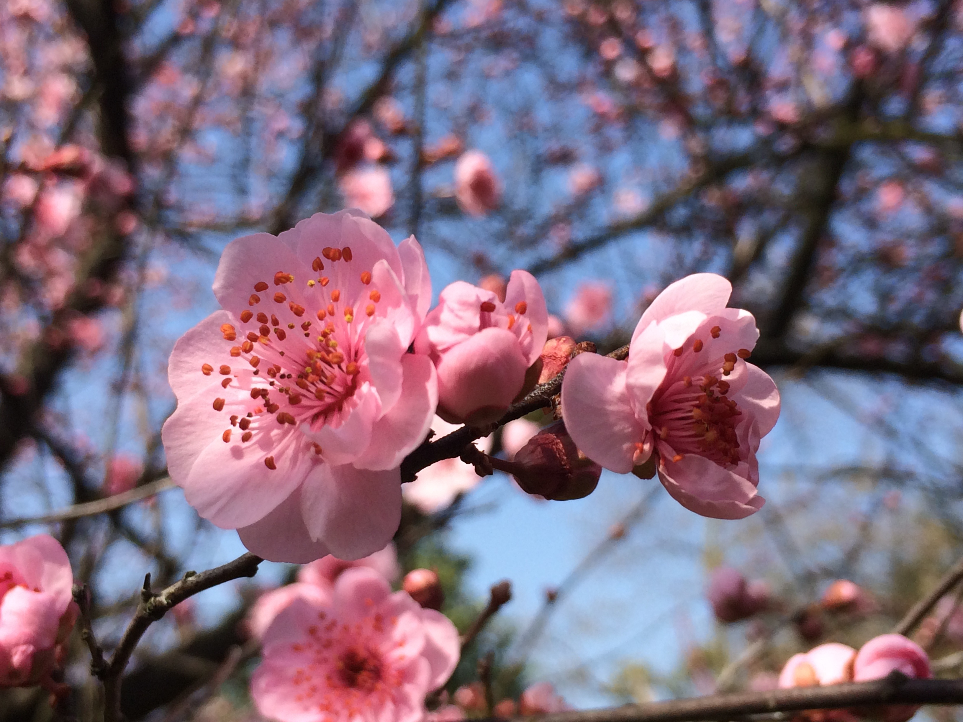 Plum Blossom цветы