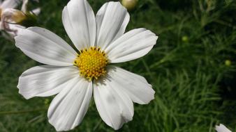 Flower Summer Flowers Beautiful