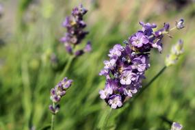 purple Flower Blossoms field