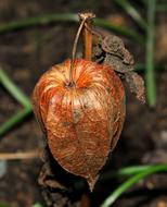 Lampionblume Seeds close-up on blurred background