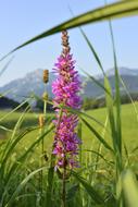 purple Flowers on Meadow nature