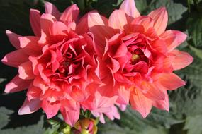 Dahlia Flower Blossom in the garden close-up