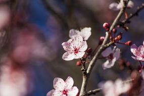 closeup photo of Plum Blossom Spring Flower