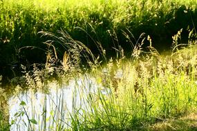 Grass Light Spikelets