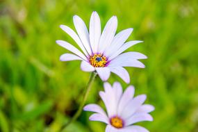 Cape Daisy Flowers Beauty at garden