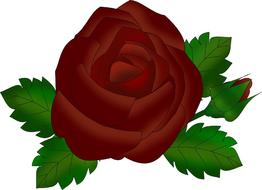 dark red rose on white as an illustration