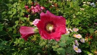 Close Up photo of Hibiscus Red Flower