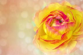 Image Flower Blossom