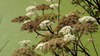 dry Flowers on Bank Water