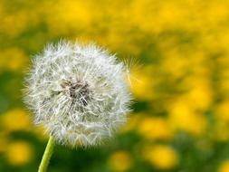 fluffy dandelion on a blurred nature background