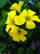 Flower Yellow Petals in garden