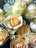 pale yellow roses in a bouquet close up