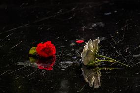Rose and White Flower