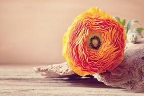 Ranunculus, lush orange Flower on wood
