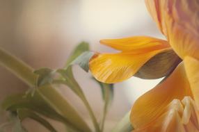 Ranunculus Blossom Bloom petals