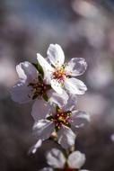 Spring Flower