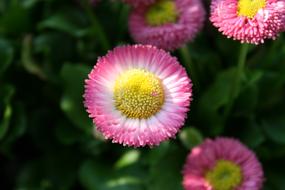 Flower Close Up Macro