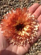 Marigold Flower on Hand
