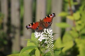 Loosestrife Flower Blossom