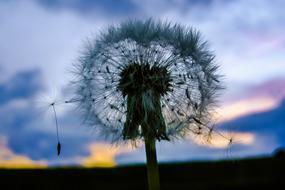 Silhouette of the beautiful dandelion flower, at colorful and beautiful sunset with clouds