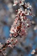 Flowers Blossom Flowering