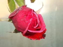 dew on a red rose on a blurred background