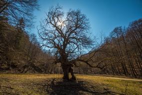 Tree at nature countryside