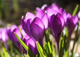 Crocus Violet Spring