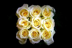 Close-up of the beautiful, white, yellow and orange roses in light, at black background