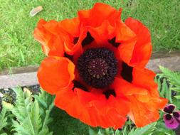 red poppy, black core
