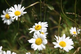 Daisy Geese Flower