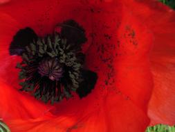 Poppy Flower